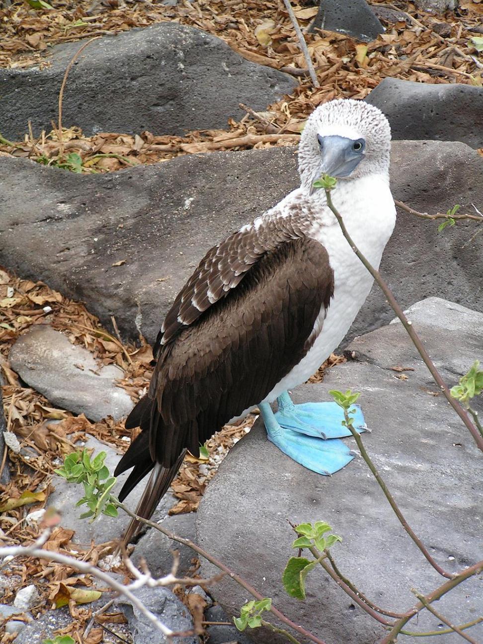GALAPAGOS